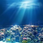 CSFOTO 8x8ft Sea Underwater Coral Reef Background ocean Diving Vacation Resort Blue Deep Photography Backdrop Beautiful Biology Studio Props Artistic Portrait Room Decoration Wallpaper